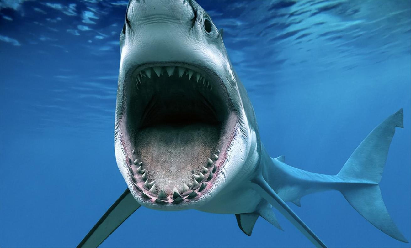回顾大白鲨遭到杀人鲸袭击时为何会一动不动被撕咬致死