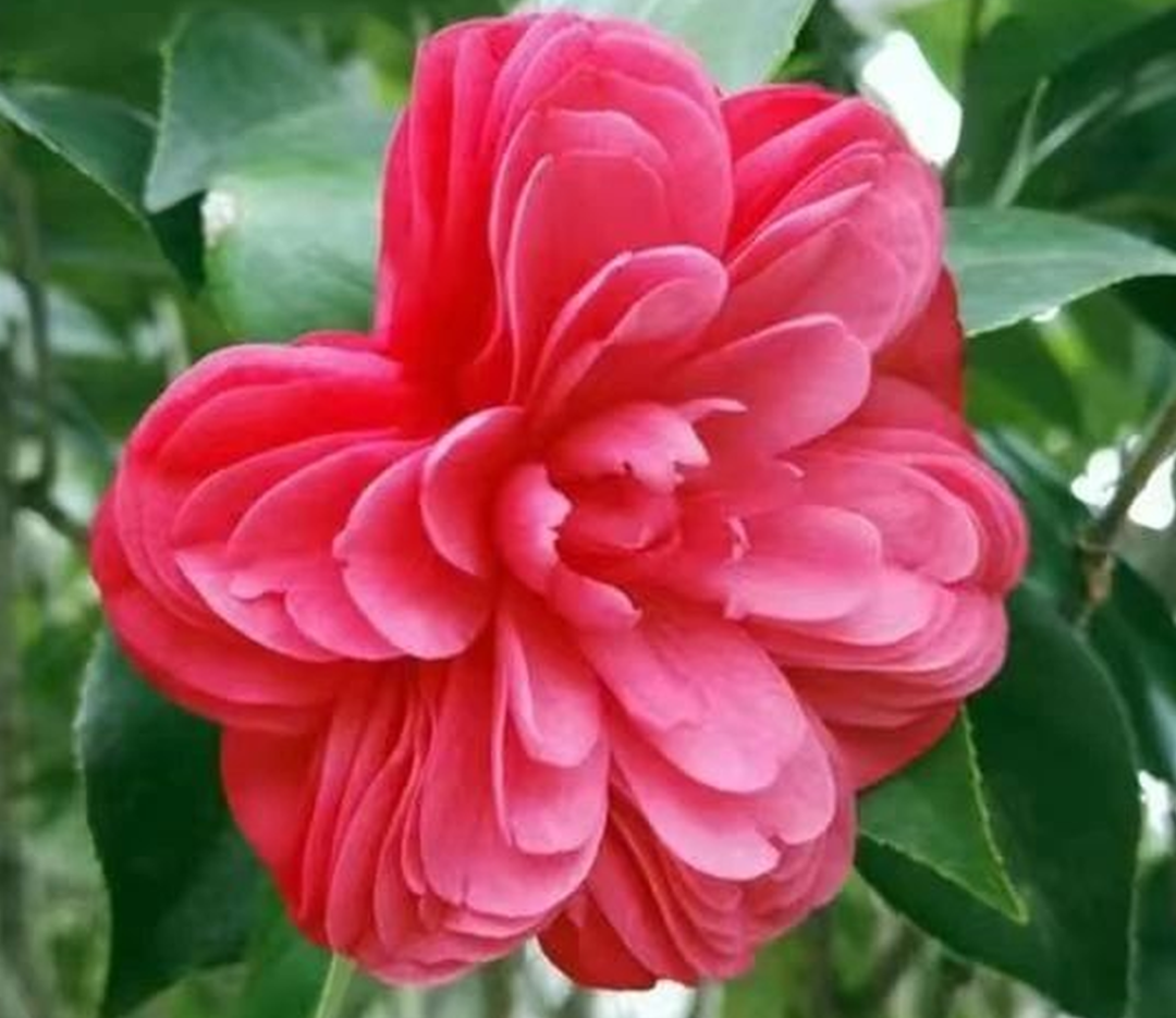 茶花,是这场邂逅中最令人心醉的风景!