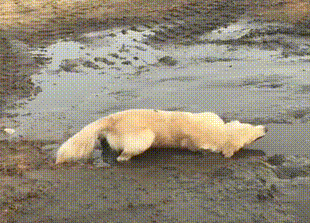 310_223gif 动态图 动图