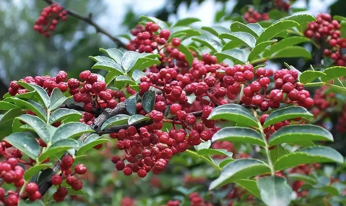 独自烂漫 野花椒