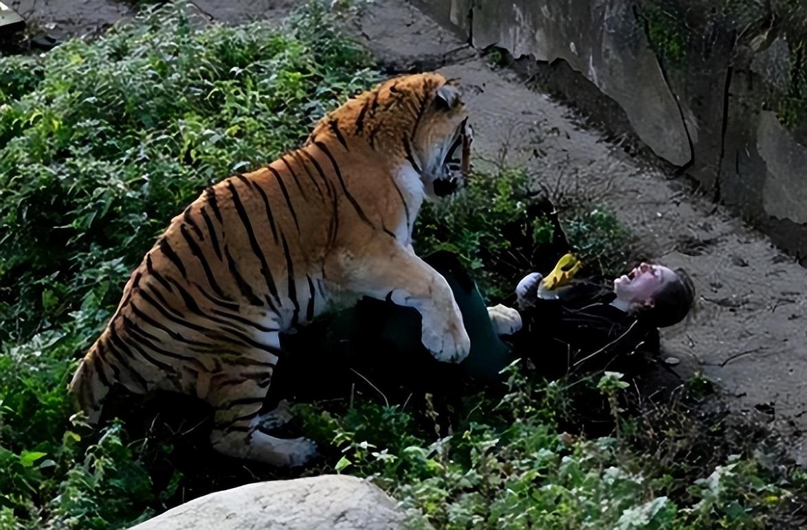 老虎吃人的赵菁图片