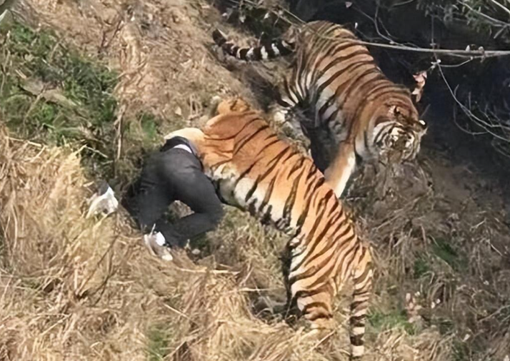 16年八达岭野生动物园私自下车被老虎撕咬的赵菁后来怎样了