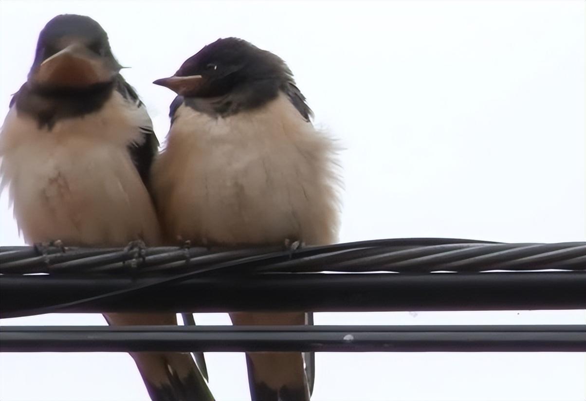 回顾燕子每年都去南方过冬南方究竟在哪可能很多人都理解错了