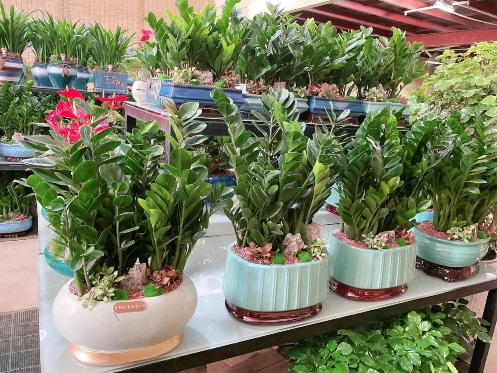 新疆一94岁老太太,因"全屋种满花卉植物"而走红,那叫一个治愈