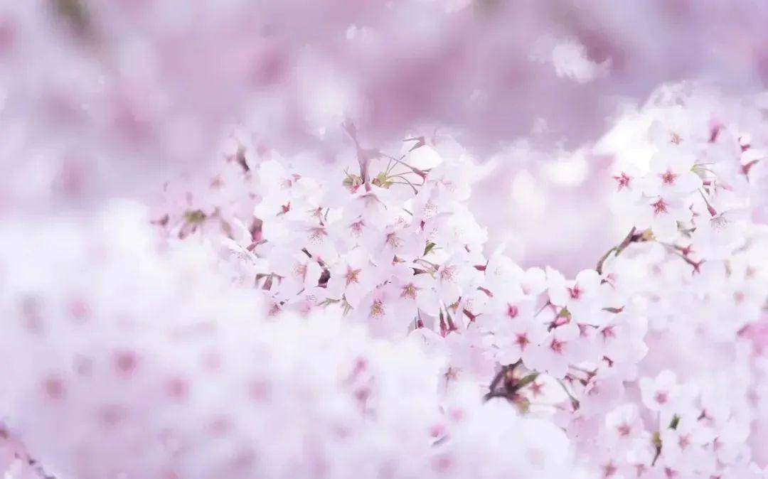 二十四节气打开山东春分不负齐鲁好春光