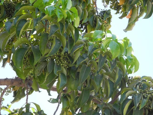 有些人还不知"蟑螂"天敌是啥:家中有它,蟑螂集体"立马消失"