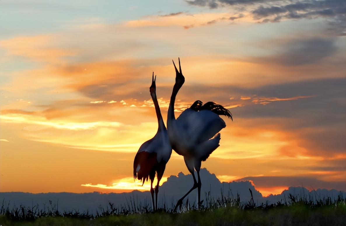 回顾:仙风道骨的丹顶鹤,为何是"鸟中流氓"?还能把老鹰按在地上锤!