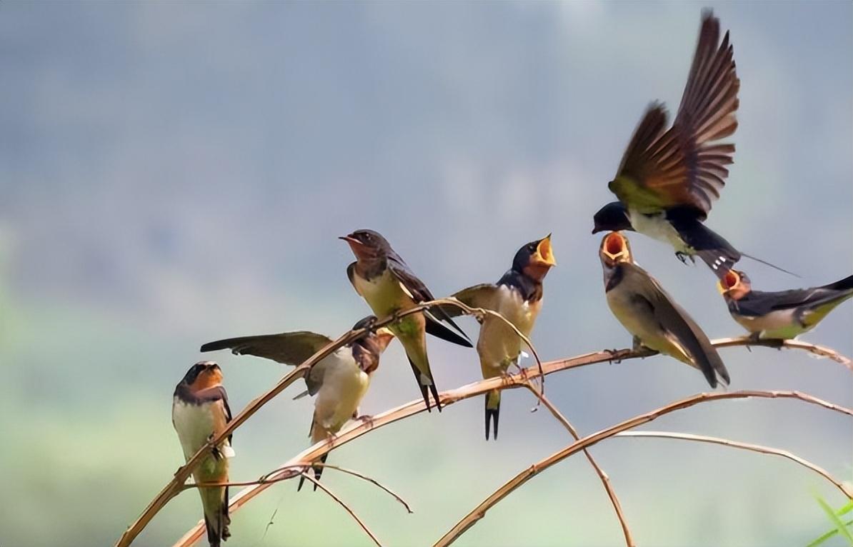 回顾燕子每年都去南方过冬南方究竟在哪可能很多人都理解错了