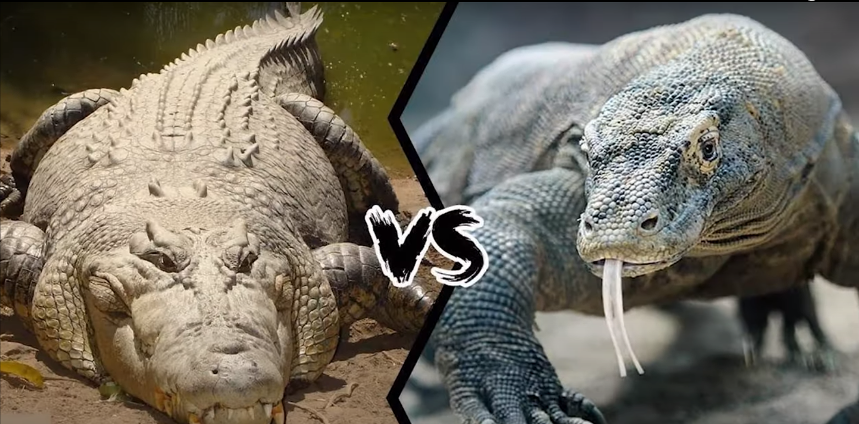 回顾:科莫多巨蜥的战斗力怎样?究竟有没有毒,它和鳄鱼谁更厉害?
