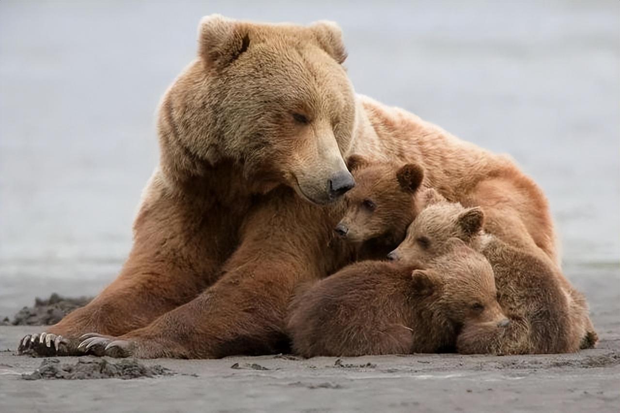 来自于卡特迈国家公园深处,是一头提摩西不认识的熊