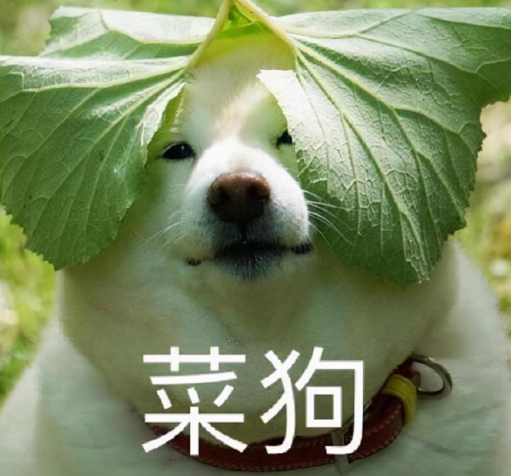 文潮涌动mcn冲刺季# 高考志愿填报的"定律" 在网