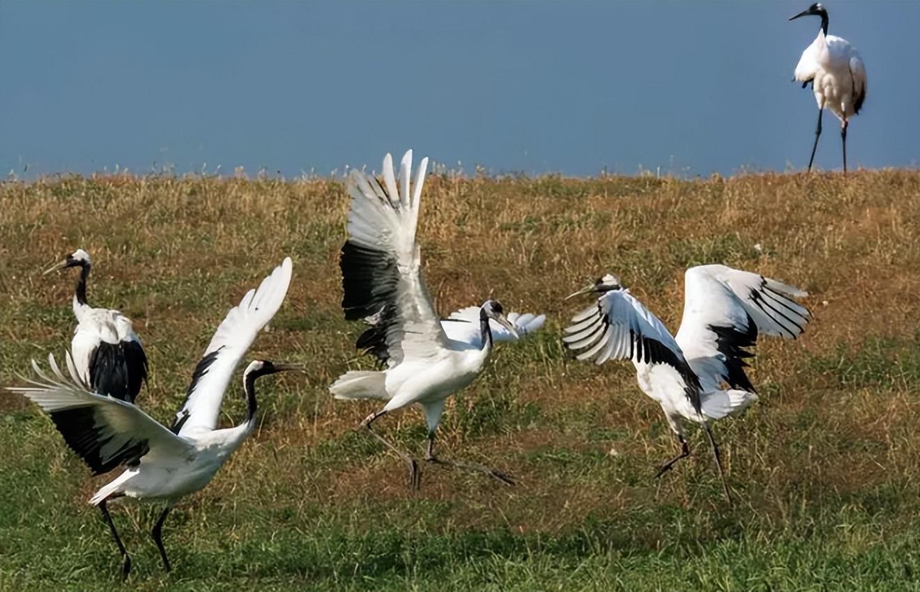 回顾仙风道骨的丹顶鹤为何是鸟中流氓还能把老鹰按在地上锤