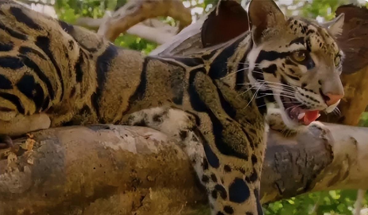 回顾野生小剑齿虎现身云南咬合力能达400斤还能以野猪为食