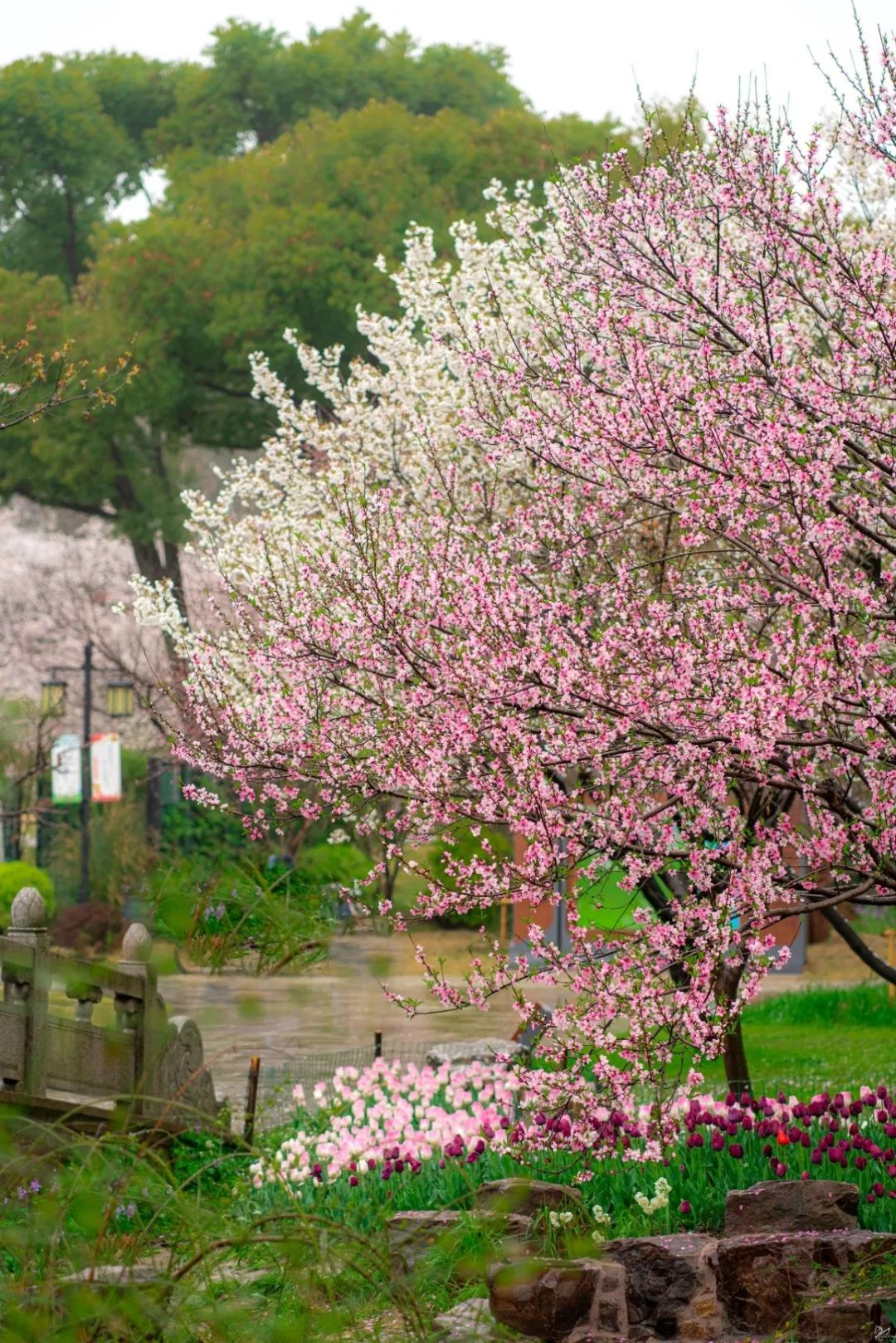 小小的桃花与苏州园林美景相映成趣仿佛惊艳了时光,温柔了岁月