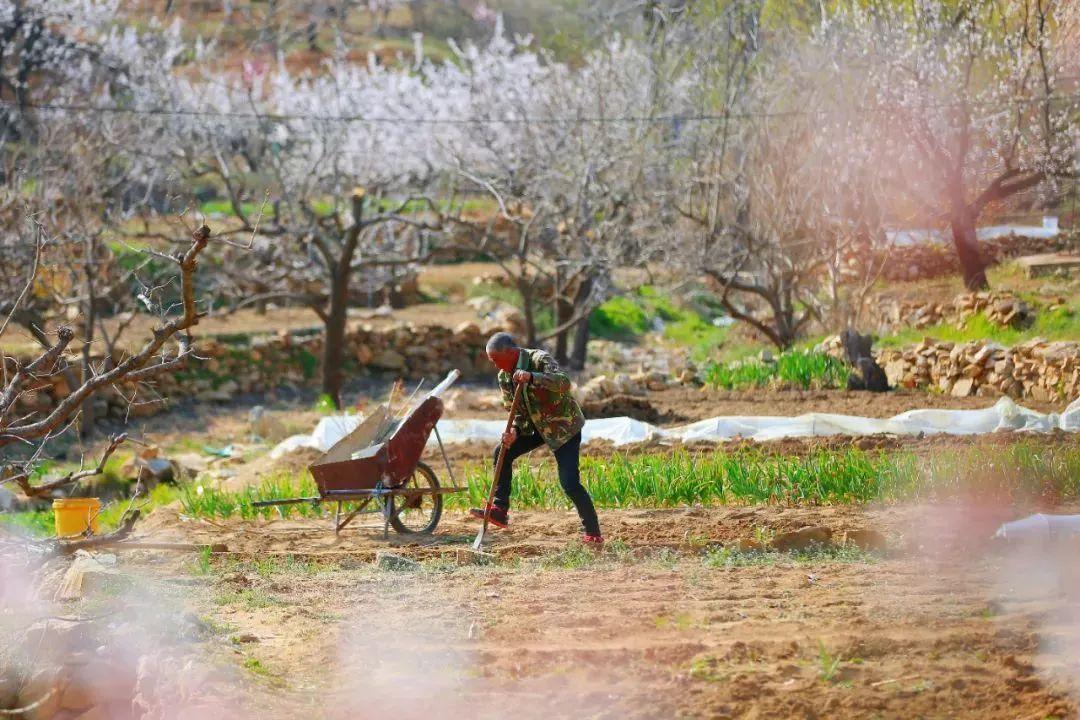 上,滴落的瞬间,花瓣也随之颤动,宛若跳跃的精灵组图源:李锋每逢春日