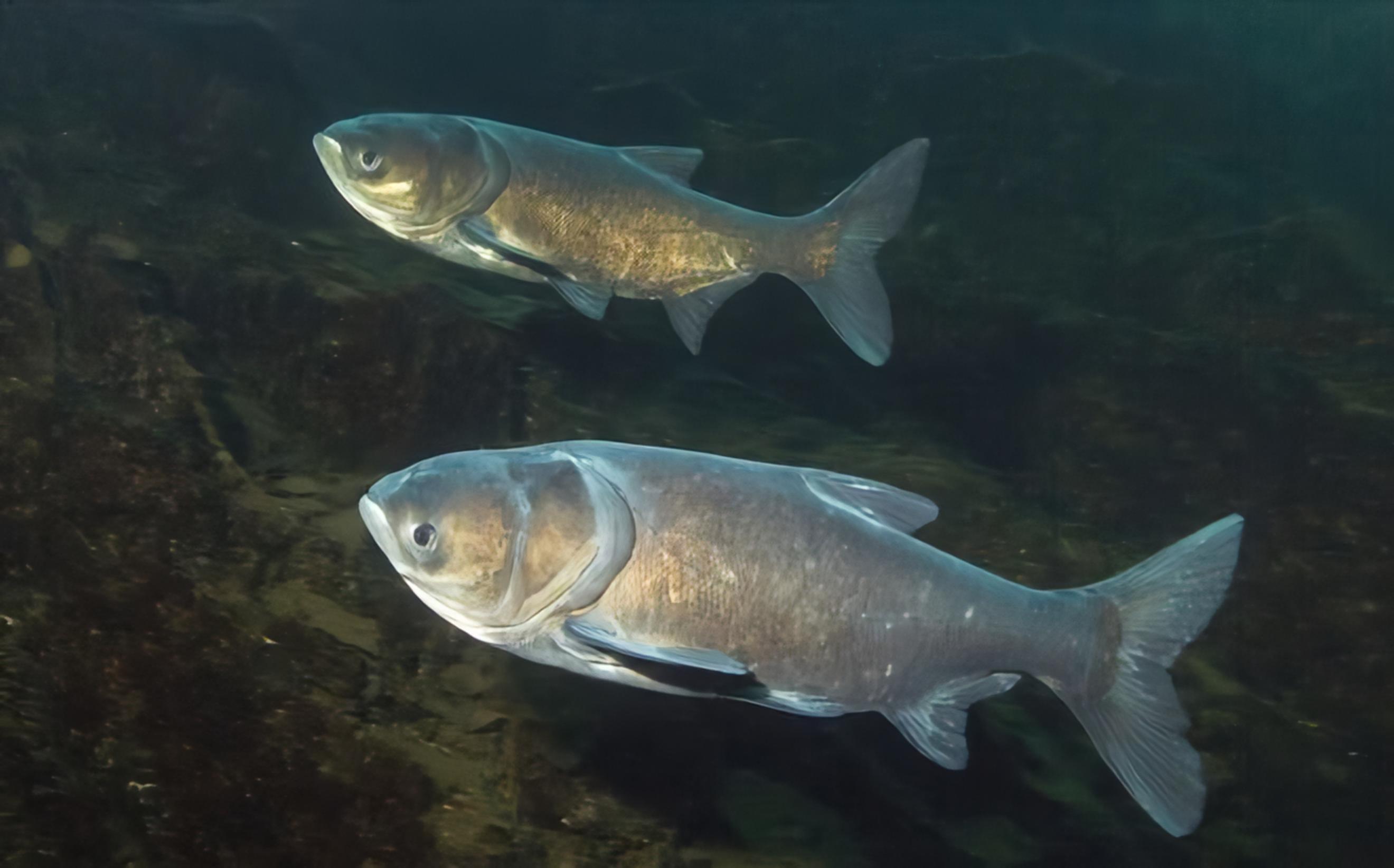 长江的"福与忧":镇江现大量野生鲢鱼,为何鲥鱼处境令人担忧?