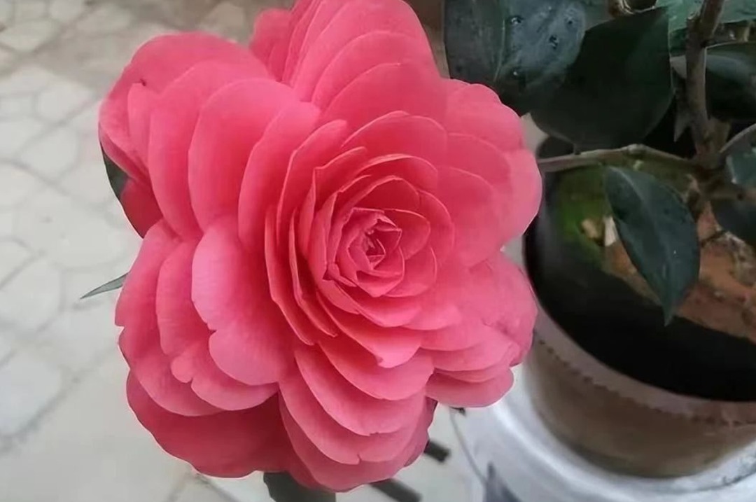 茶花,是这场邂逅中最令人心醉的风景!