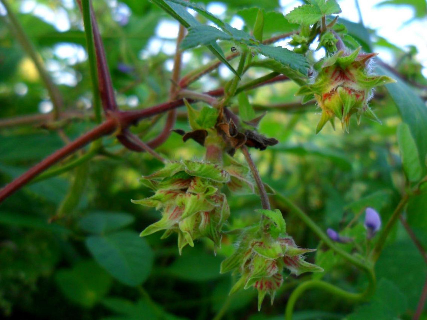 拉拉秧是一种桑科攀援植物,广泛分布于我国各地,具有独特的形态特征和