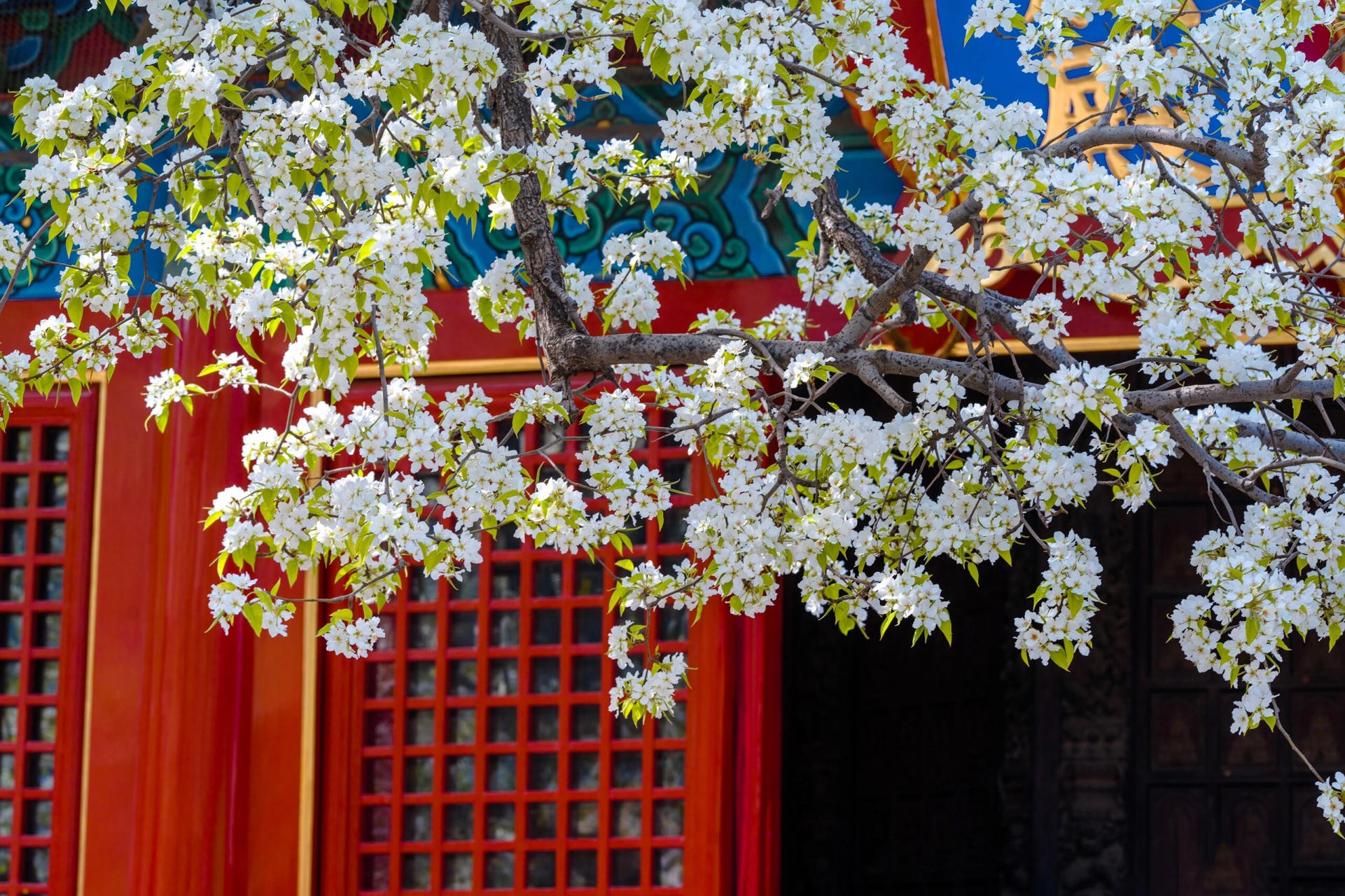 北京智化寺梨花图片