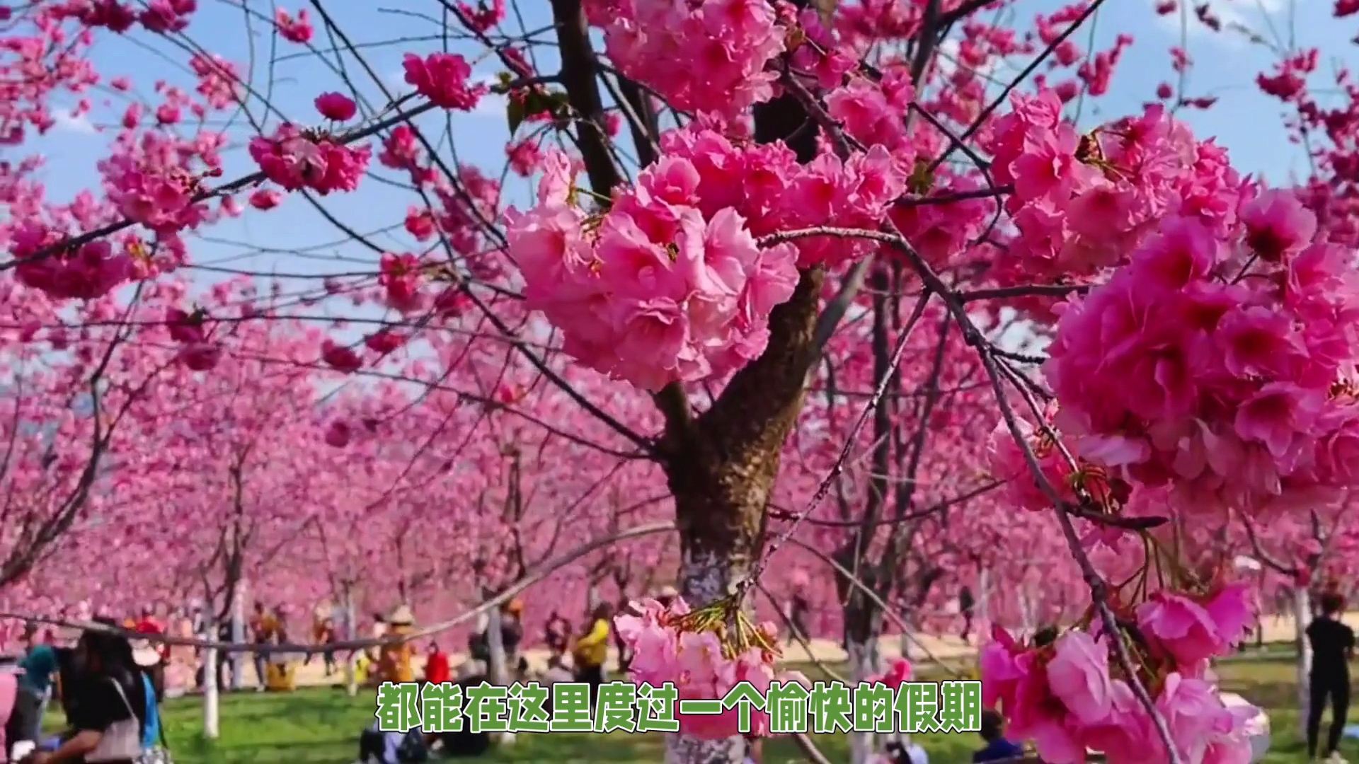 宜良樱花谷风景区介绍图片