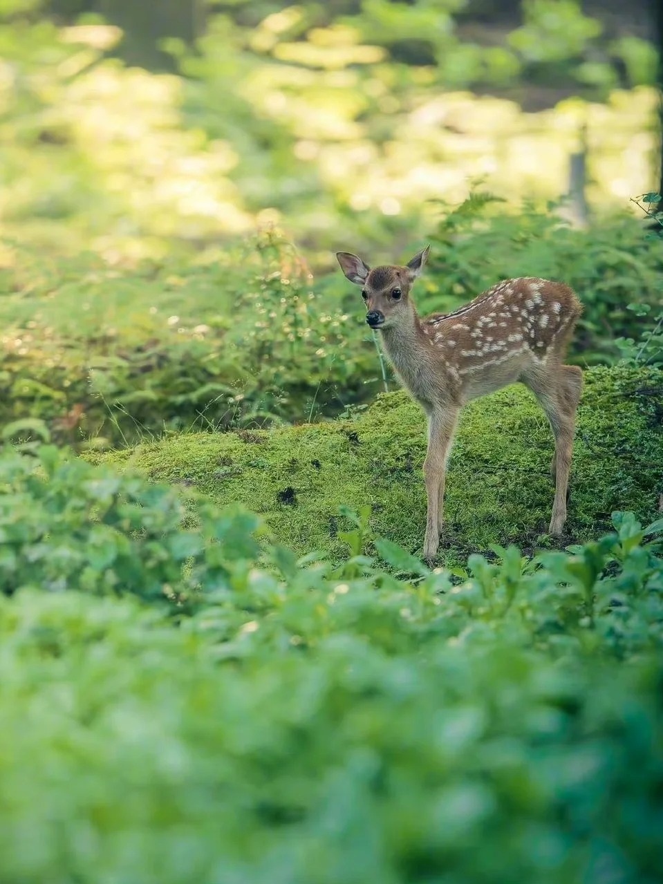 小鹿图片 宝子们, 哇塞来了来了 看看这组超可爱的小鹿图片!
