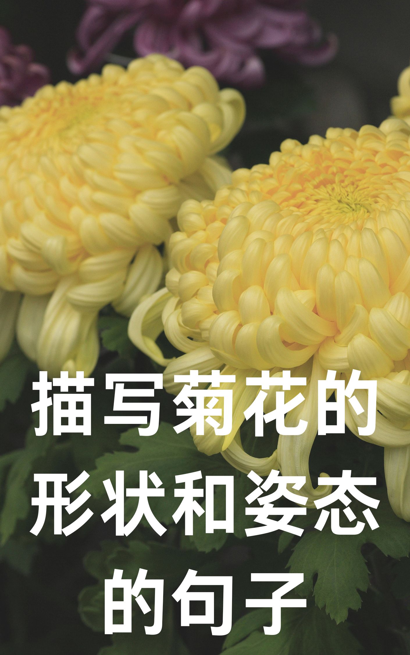 花茎读音图片