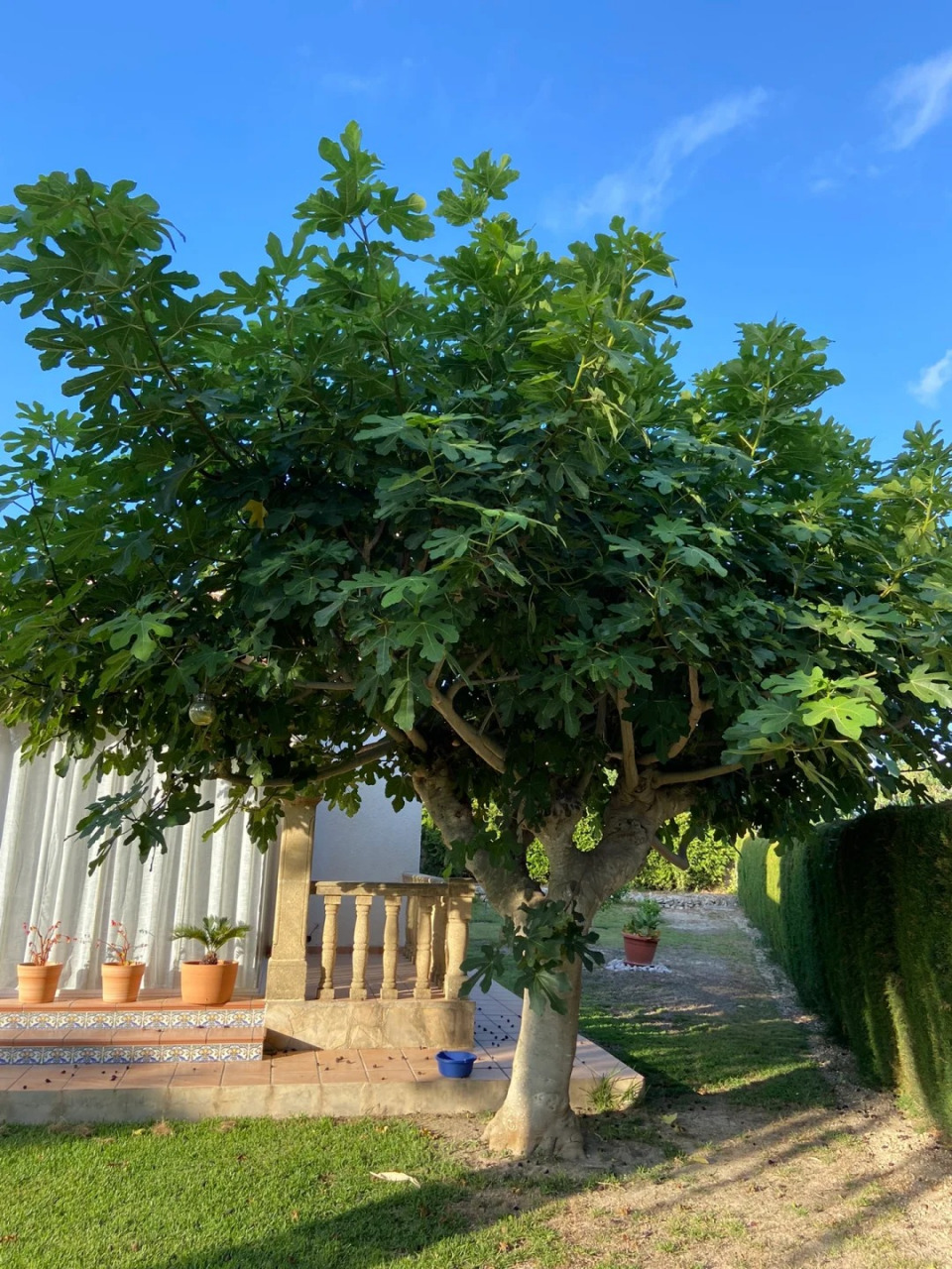 无花果树图片  无花果(拉丁学名:ficus carica linn.