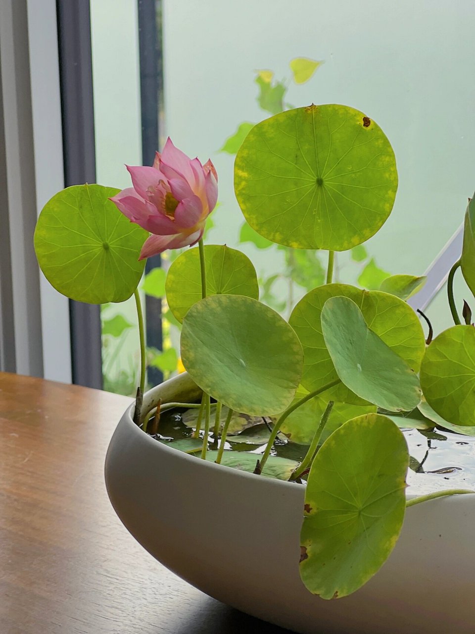 碗莲花盆图片大全  98当我们凝视着碗莲花盆时98,仿佛进入了一个