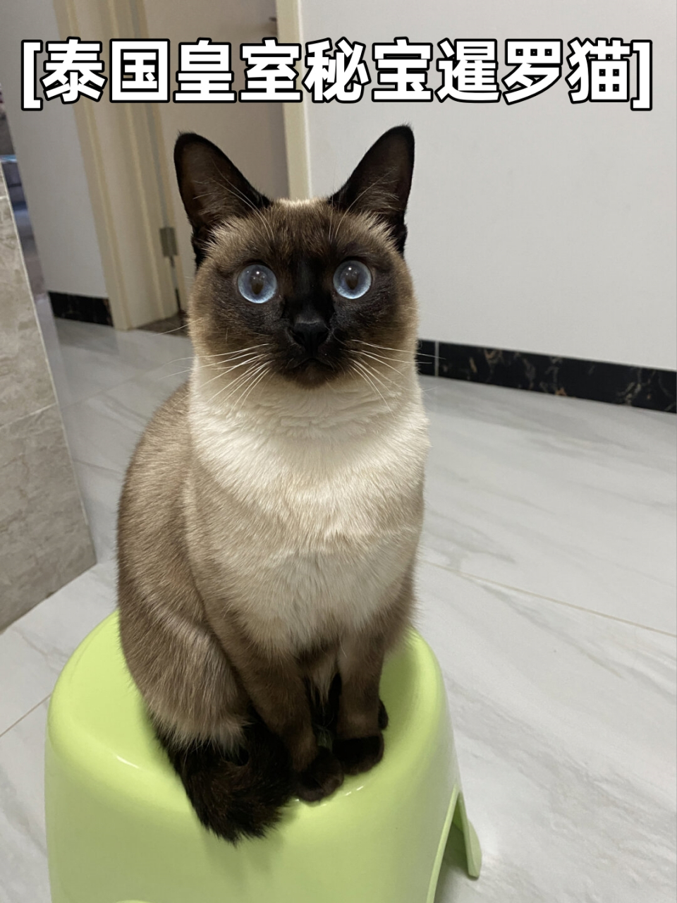 泰国皇室秘宝暹罗猫  93泰国皇室秘宝暹罗猫,简直是猫界的小公主!