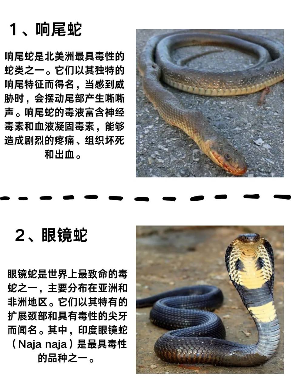 🐍 在众多宠物爱好者中,养蛇的朋友也不少