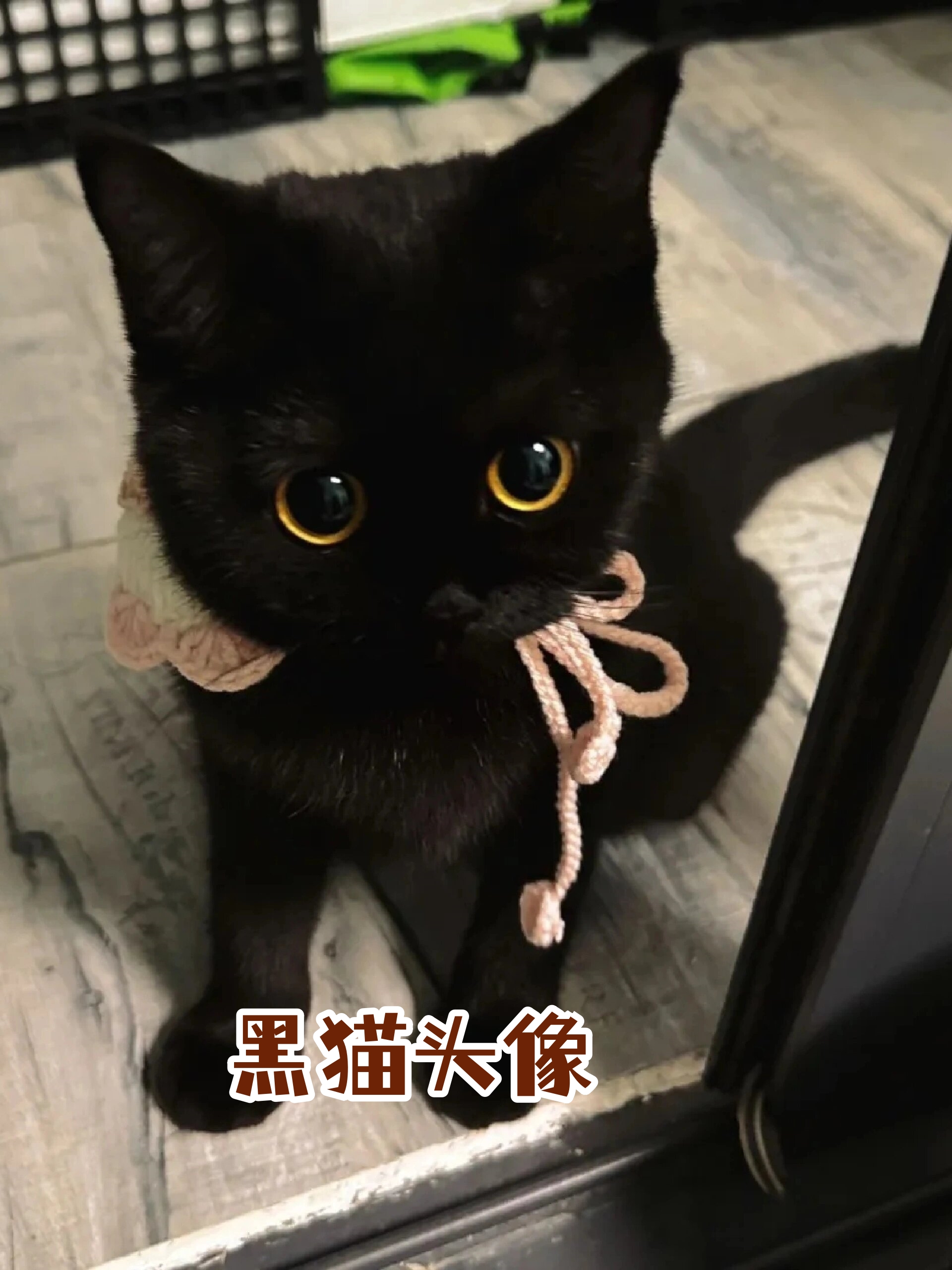 神秘黑猫头像图片