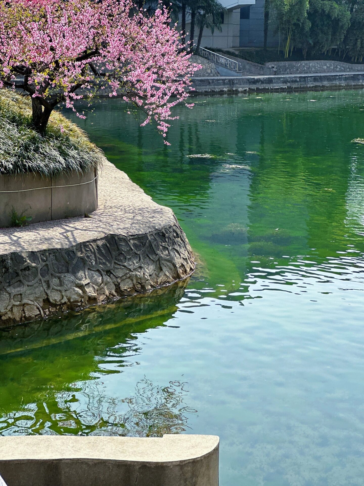 美丽风景图片春天图片