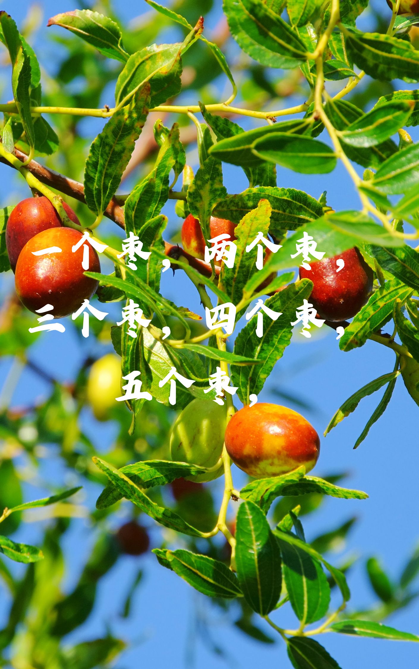 数枣绕口令  出东门,过大桥,大桥底下一树枣,拿着竿子去打枣,青的多