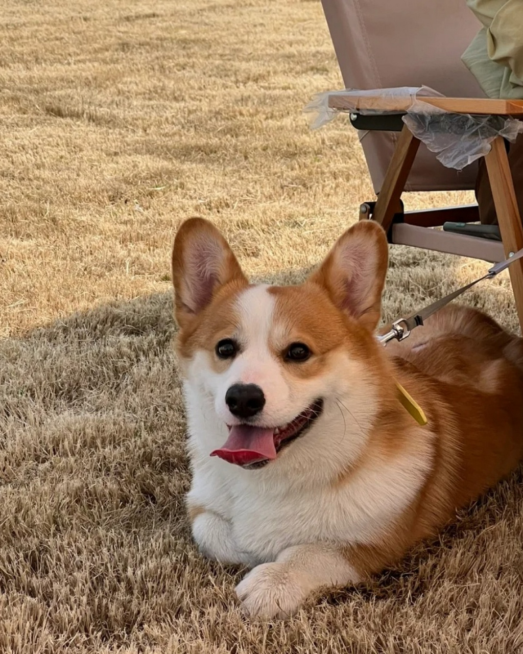 无论是在草地上尽情奔跑,还是在家里乖巧地陪伴主人,柯基狗狗都能