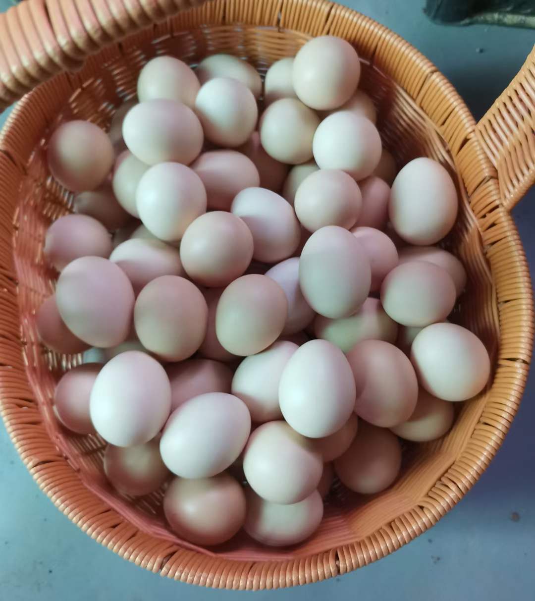 因为鸡每天都在果园里跑来跑去,吃草吃虫子,比市场上的普通柴鸡蛋更好