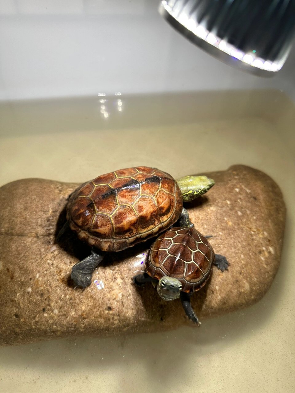 98  97草龟,这种温和的小动物,是大自然中的瑰宝.