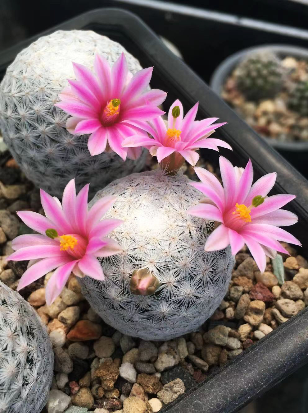 最近我入手了一盆乳突属白鸟仙人球,简直美到爆炸!