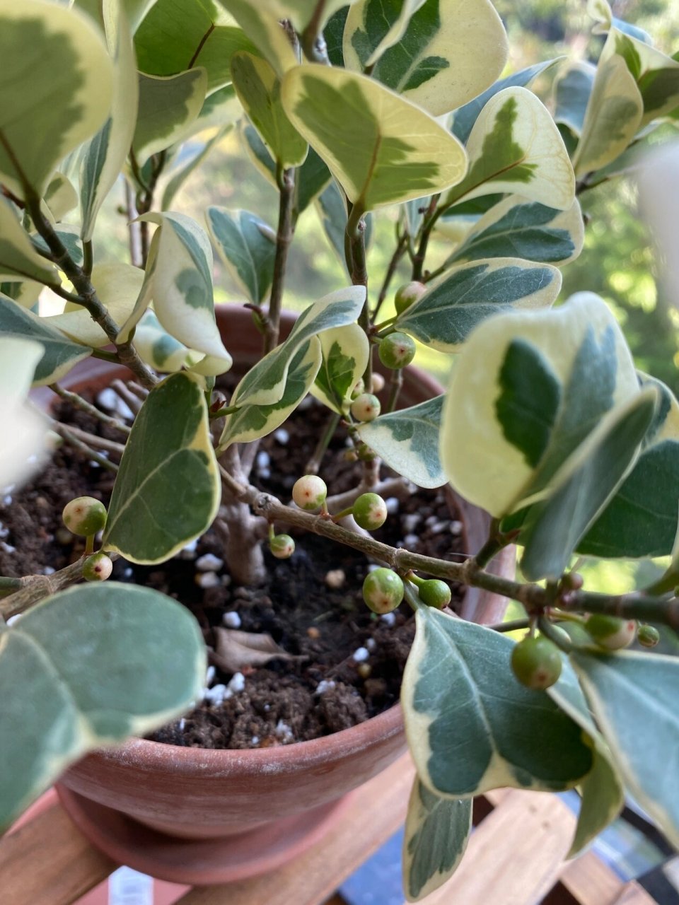 小叶赤楠开花结果图片  98小叶赤楠,一种令人惊艳的植物99!