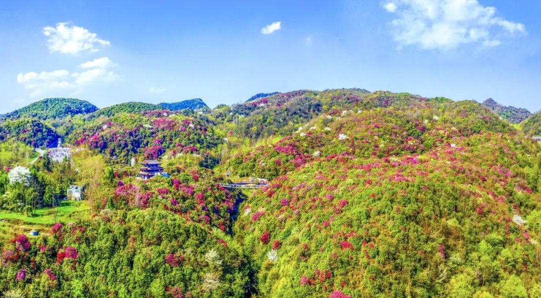 龙泉山百里杜鹃图片