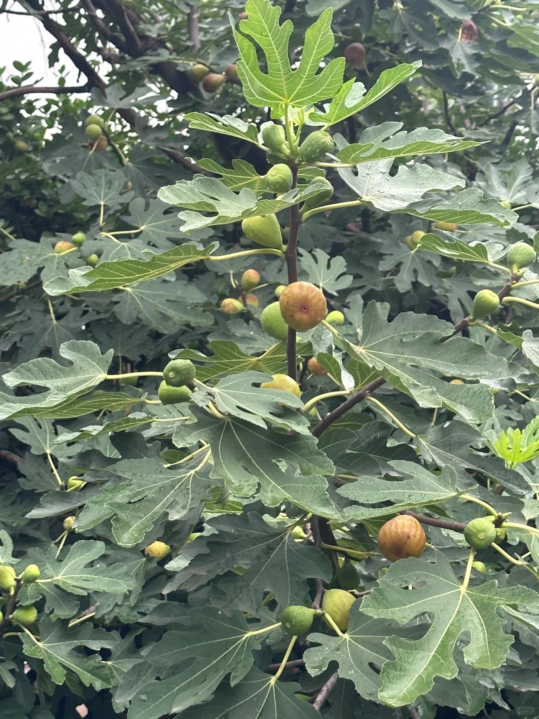 无花果树图片 无花果(拉丁学名.@墨者离也的动态