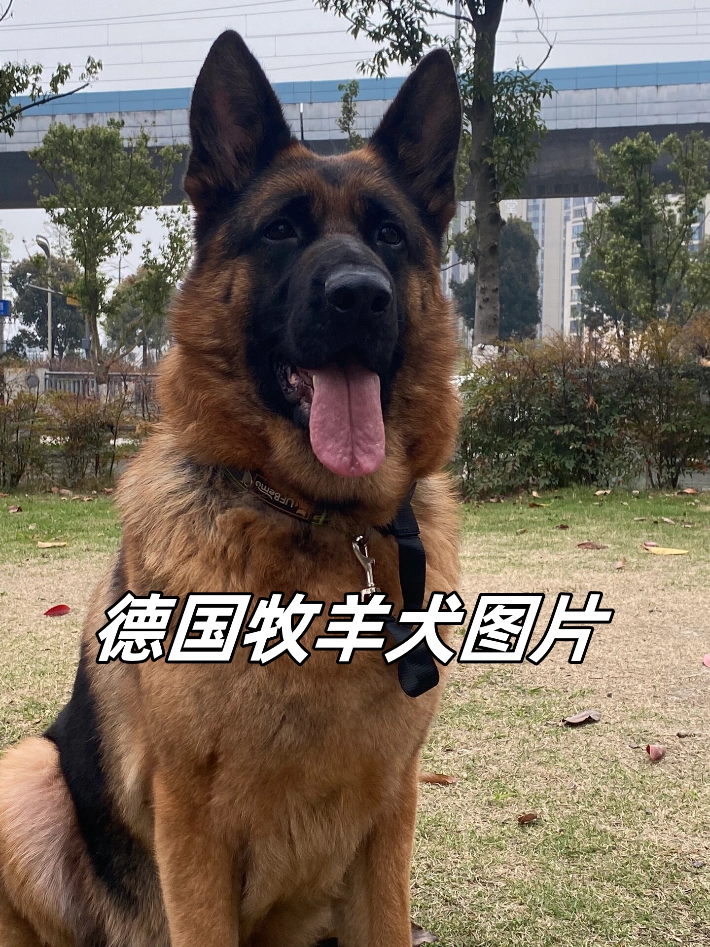 德国牧羊犬