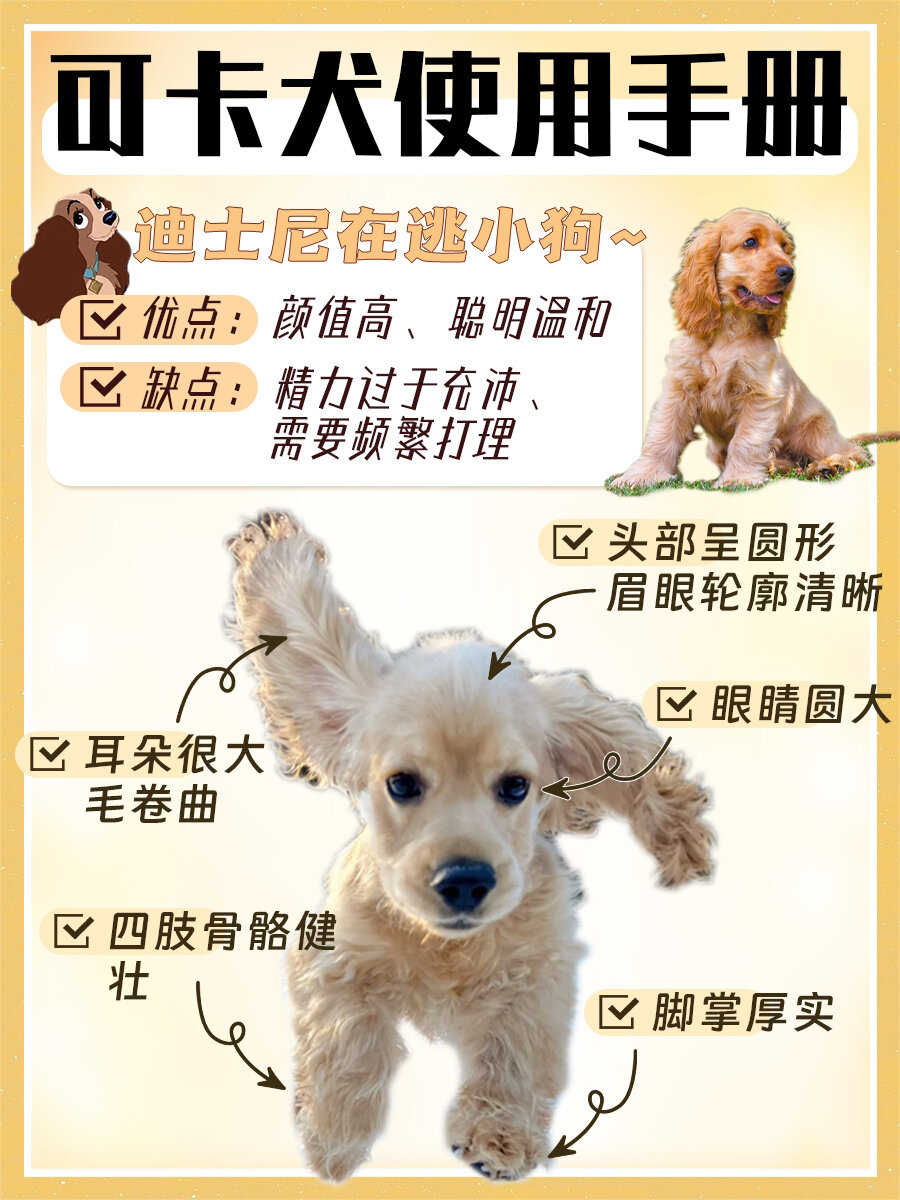 《新手养狗 迪士尼在逃小狗》  1.