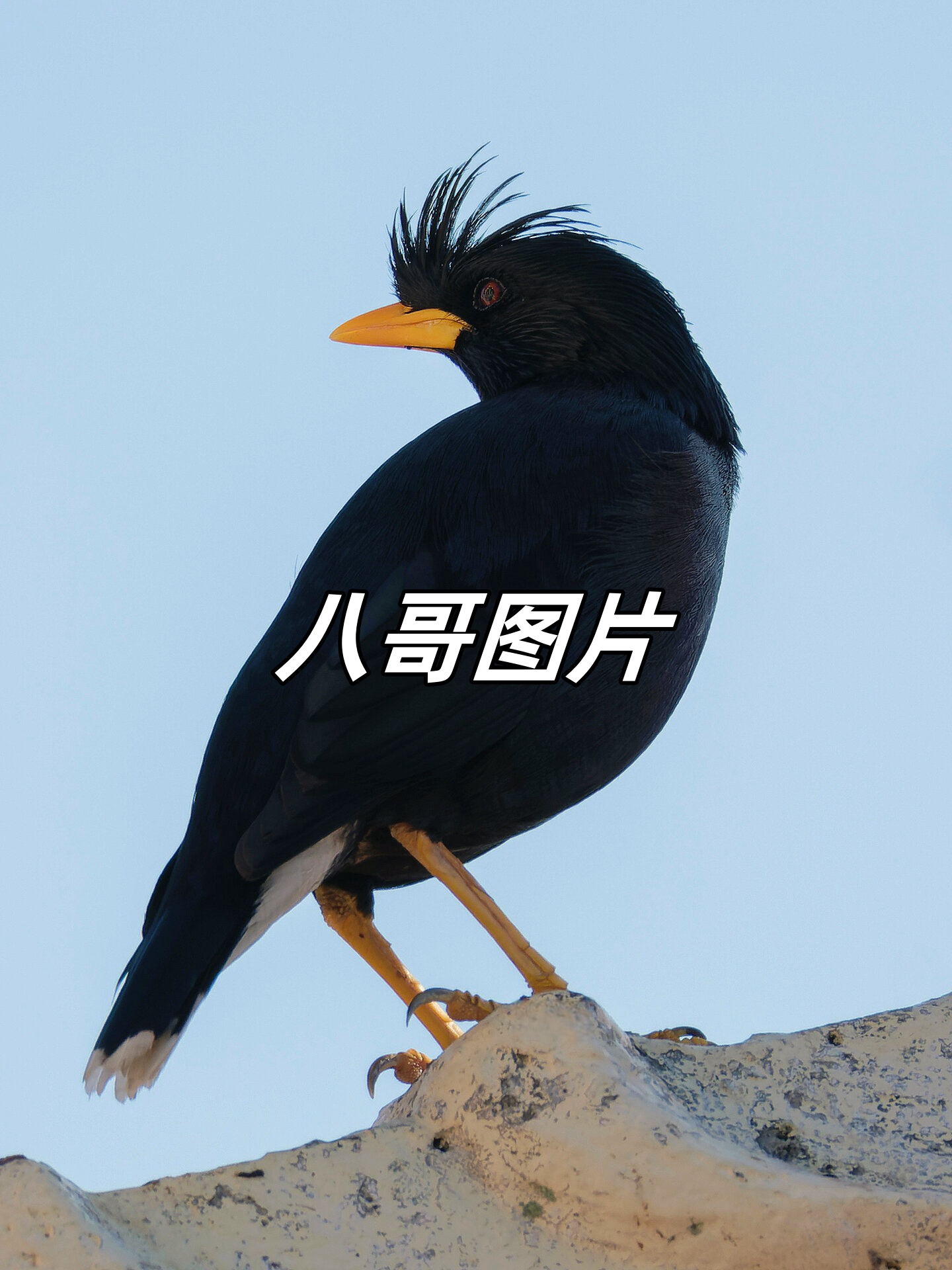 八哥,一种聪明可爱的鸟类,它的羽毛丰满而绚丽