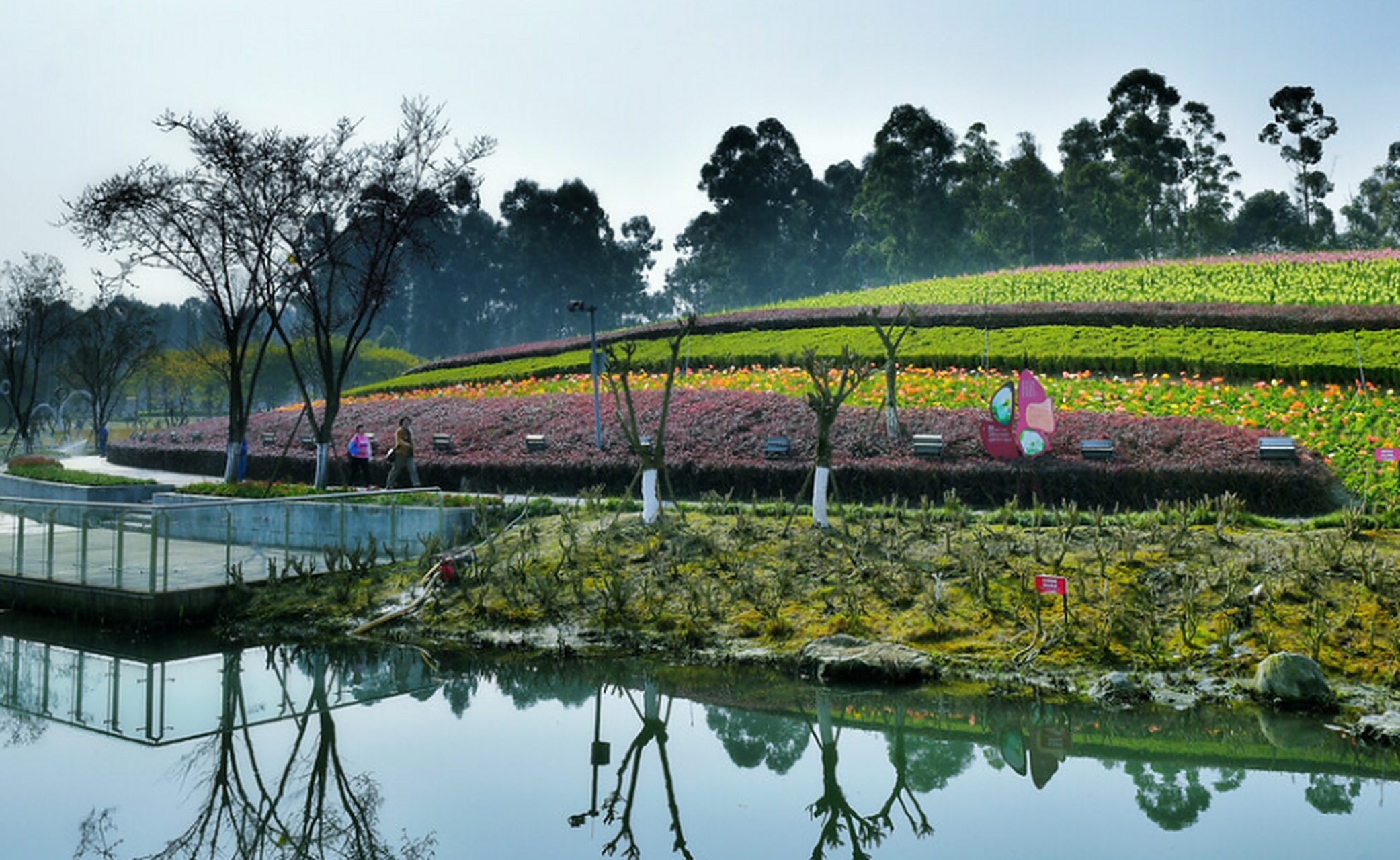 花重锦官城#春天的天府芙蓉园迎来了一派生机勃勃的景象.