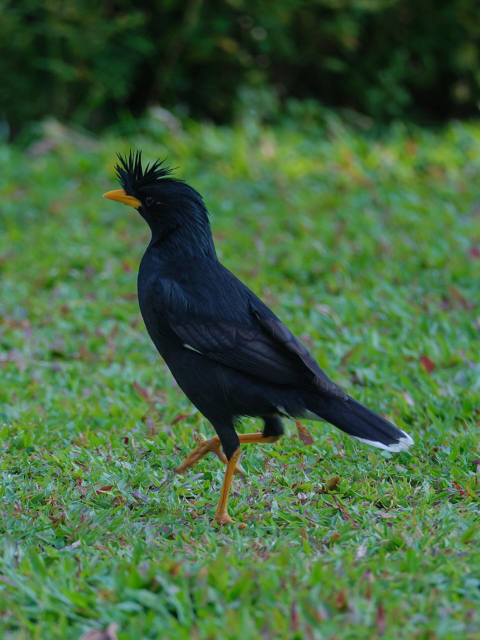 92  99八哥,一种聪明可爱的鸟类,它的羽毛丰满而绚丽.