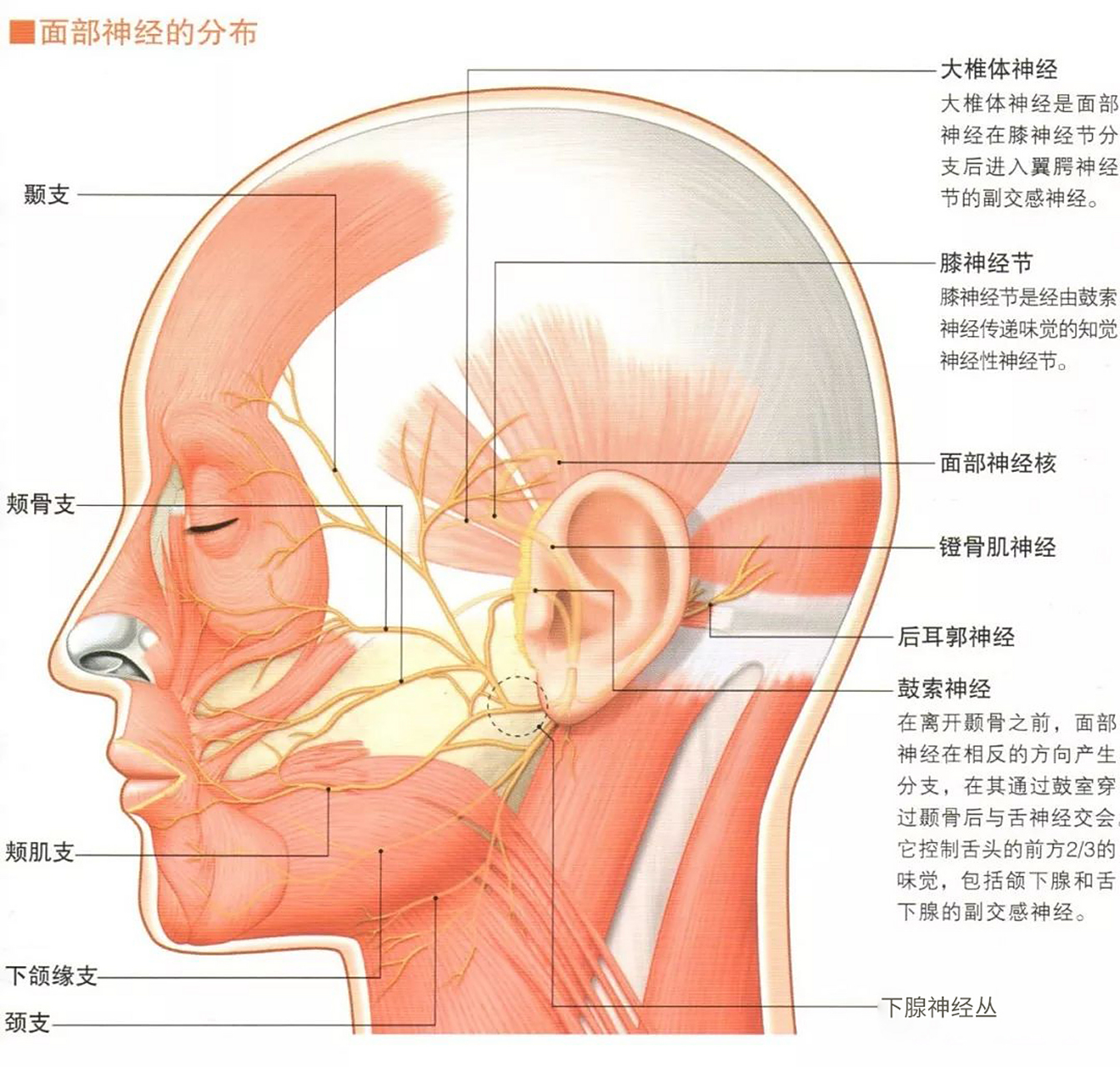 做拉皮若是碰到这些神经,很大程度导致面瘫,救也救不回来