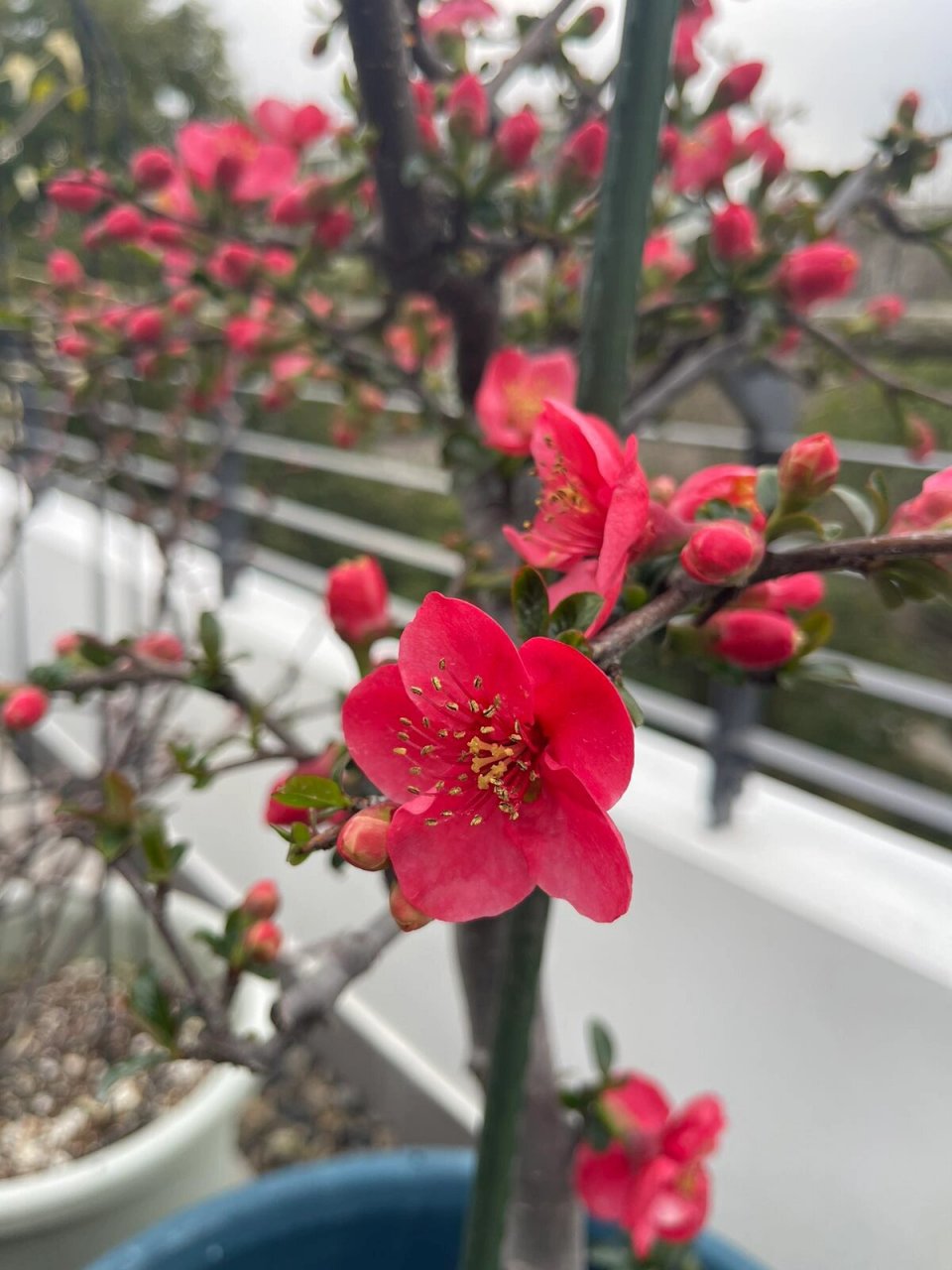 酸木瓜花 海棠图片