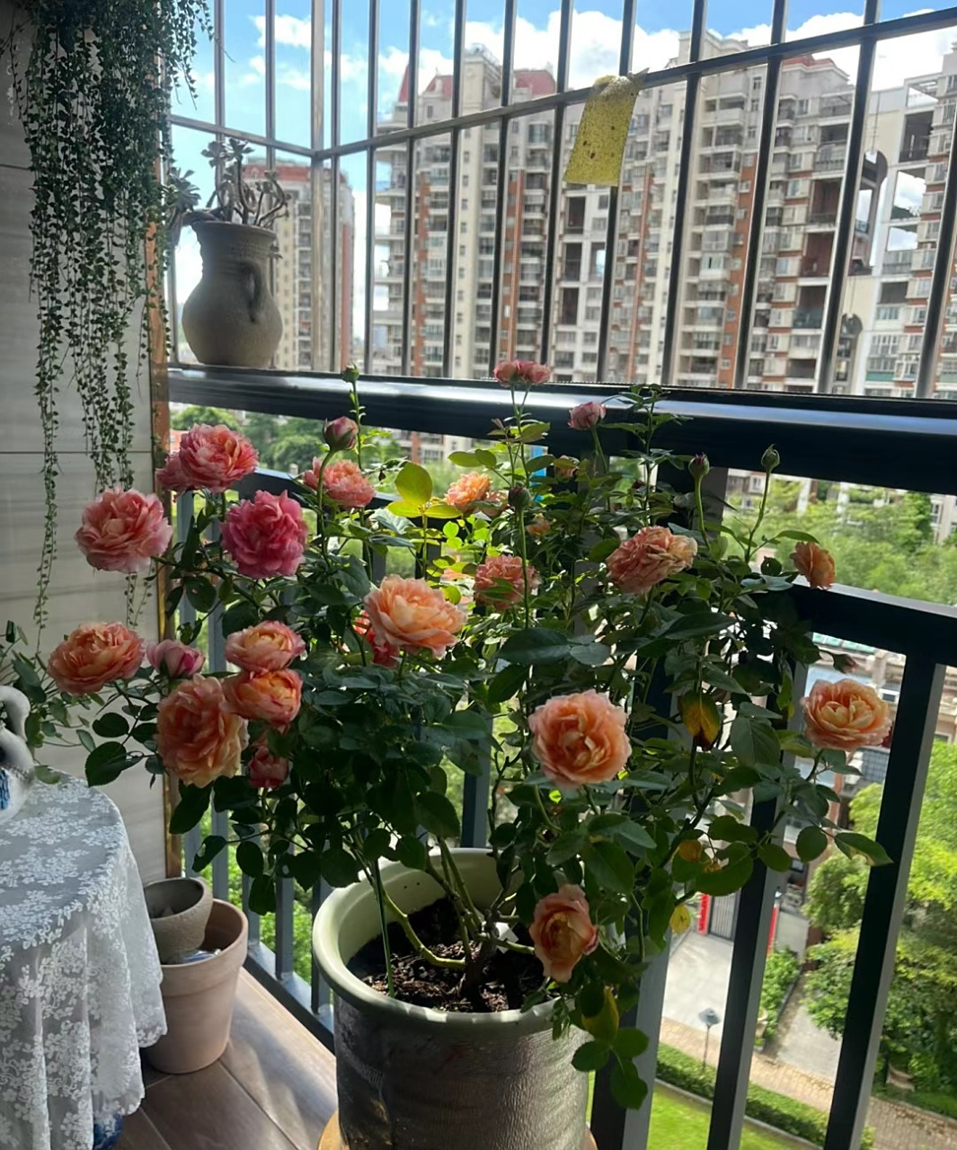 来带大家认识一款非常漂亮的阳台月季花