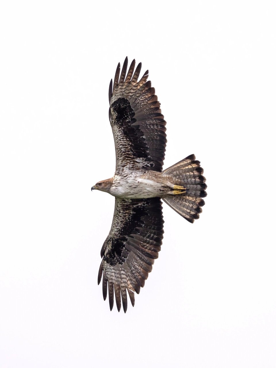 99隼鸟的羽毛闪耀着华丽的光泽78,它们的目光锐利如箭02,仿佛