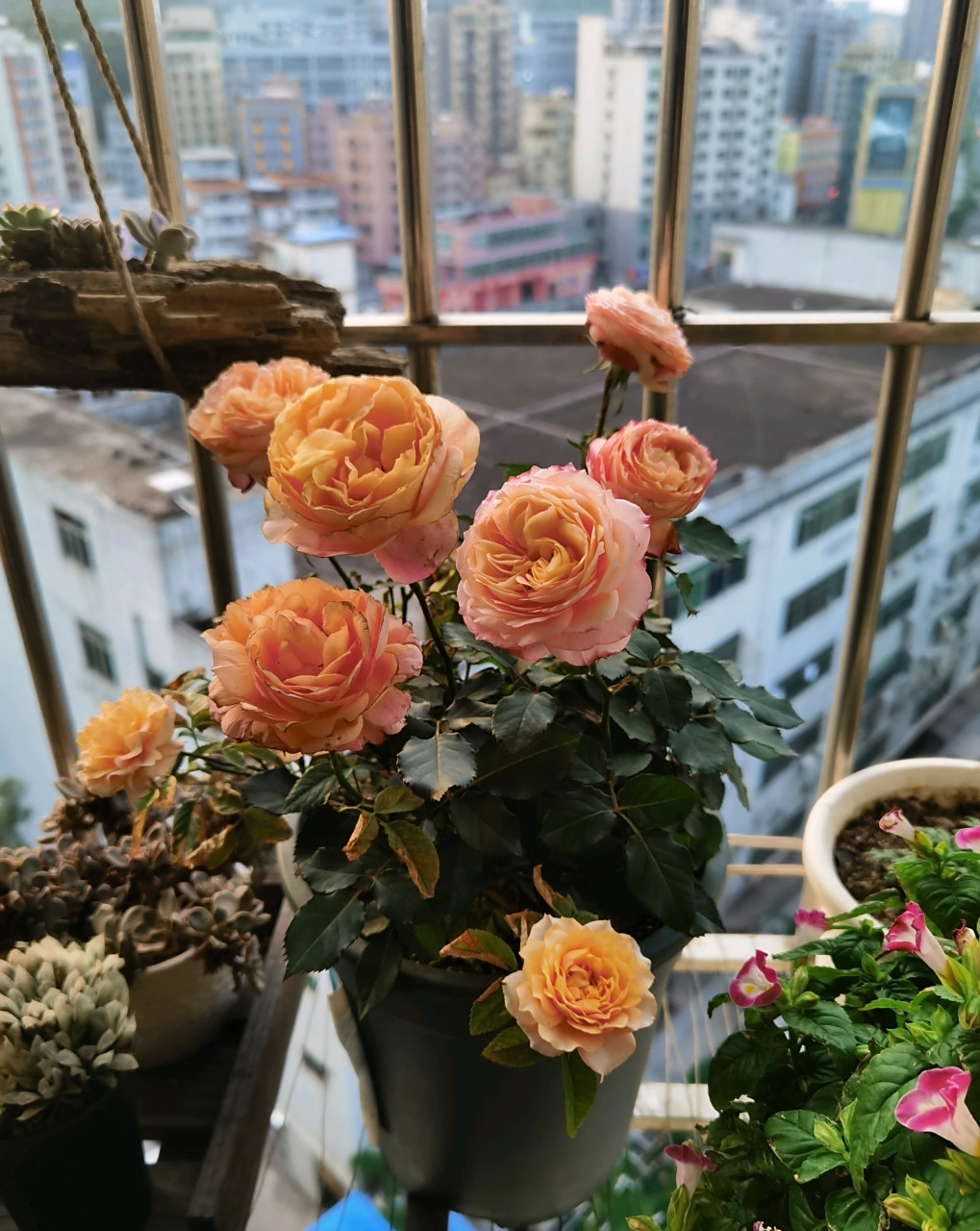 来带大家认识一款非常漂亮的阳台月季花